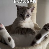微動だにせず飼い主を見つめる猫