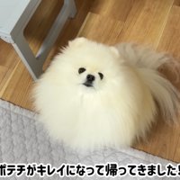 テロップ「ポテチがキレイになって～」