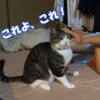 なでられて満足げな表情を浮かべて座る猫