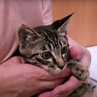 人に撫でられている子猫