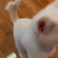 飼い主に前足を伸ばす子猫