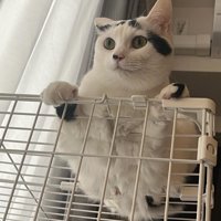 ケージの上に乗る猫