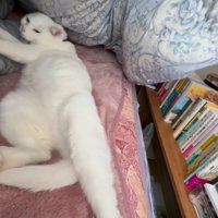 体を右に倒して右向きに寝る猫