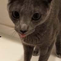 棚の上から飼い主を見つめる猫