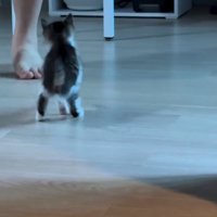 飼い主に近寄る子猫