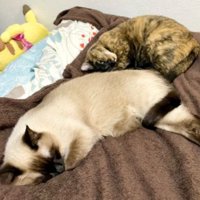 室内にいる猫