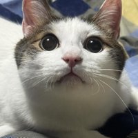 見上げる猫の顔