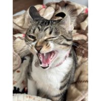 耳が反っている猫