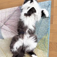 へそ天でお腹を見せている猫