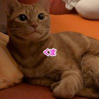 別の名前で呼ばれる猫