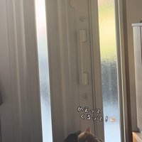 玄関で待っている猫達