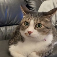 ソファに香箱座りする猫1