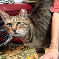 少し顔を伺う猫