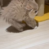毛を逆立てて歩くイヴちゃん