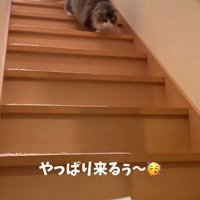 階段を下りてくる猫