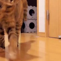 背中を丸めたままカメラの前を通り過ぎる猫