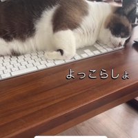 キーボードの上に寝転がる猫