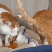 茶トラ猫の後姿を見ている茶白猫