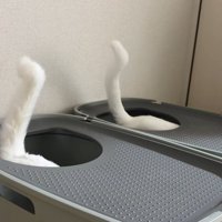 同じ方向を向いた猫2匹のしっぽ