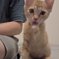 順調に毛づくろいをしていた茶トラの子猫
