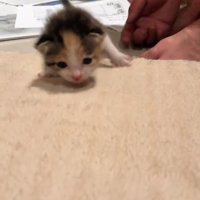 カメラに向かって歩く子猫