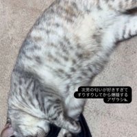アームカバーの上で眠る猫
