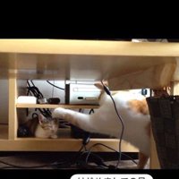 寝ている子猫とちょっかいを出している猫