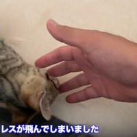 タロちゃんと飼い主さんのコメント