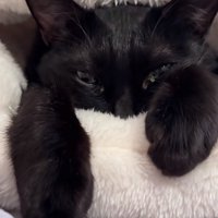 ベッドに入って両目ともに半分程開いている黒猫