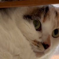 苦しそうな猫