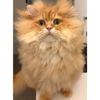 寝癖が付いた猫