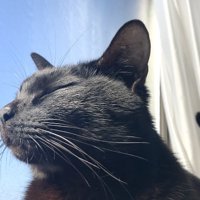 日向ぼっこでうっとりする黒猫