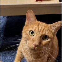 座って鳴いている猫