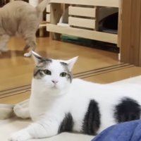 すました顔でカーペットに座り込む猫