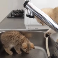 遊ぶ子猫