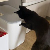 ビニールが入った箱が気になる黒猫