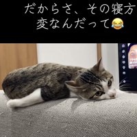 カメラ目線の猫の写真3