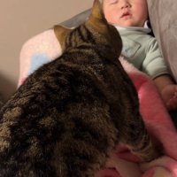 赤ちゃんの顔を見る猫