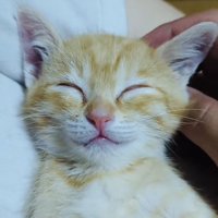 飼い主の上で寝る赤ちゃん猫