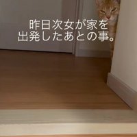 廊下にいる猫