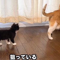 猫の後をついていく子猫（狙っている）