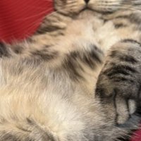 ふんぞり返る猫の手のアップ