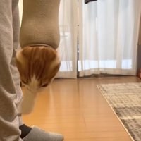 フリースの袖口から右前足と顔を出している猫