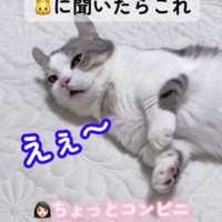 飼い主の外出を嫌がる猫