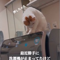 ボタンに手を伸ばす猫