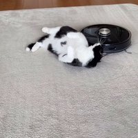 背中にぶつかるロボット掃除機を振り返ってみている猫