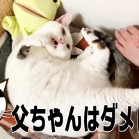 とうちゃんの手だけキックするおーちゃんさん