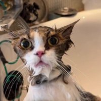 シャンプーをしている猫