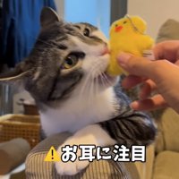 ぬいぐるみに噛みついている猫「お耳に注目」