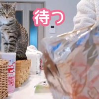お座りする子猫